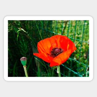 Giant Red Poppy Sticker